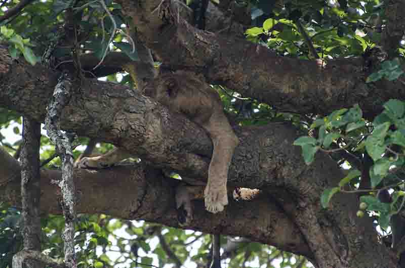 Leones trepadores - parque nacional Queen Elizabeth - Uganda 7.jpg